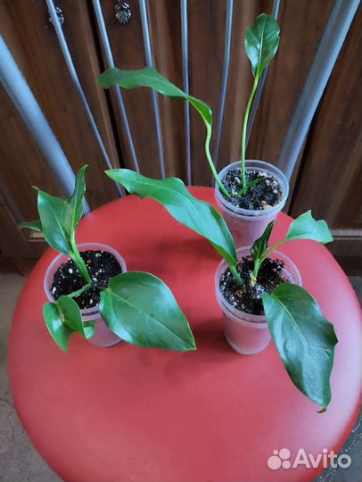 Антуриум Волна любви и Кларинервиум