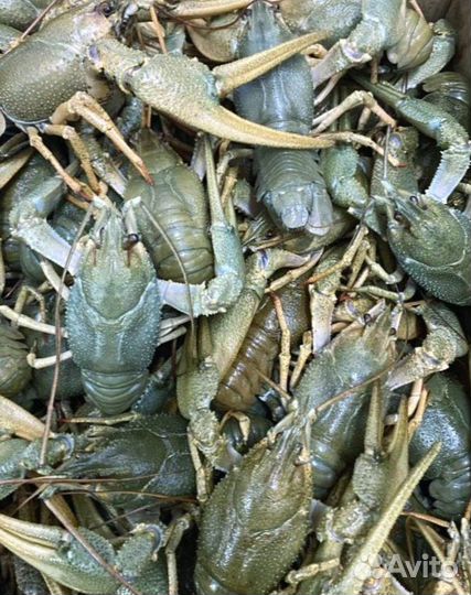 Раки с доставкой на дом