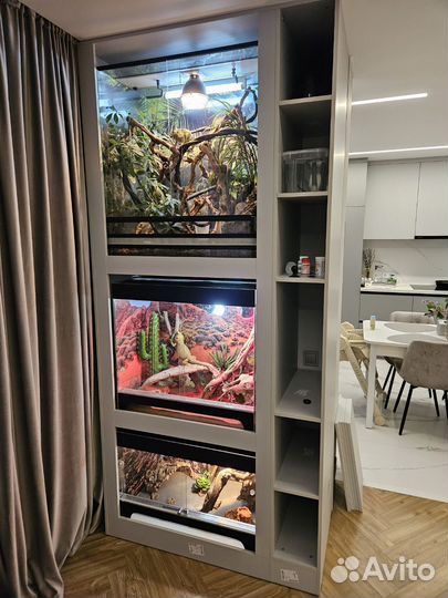 Бородатая агама, хамелеон, террариум, ящерицы