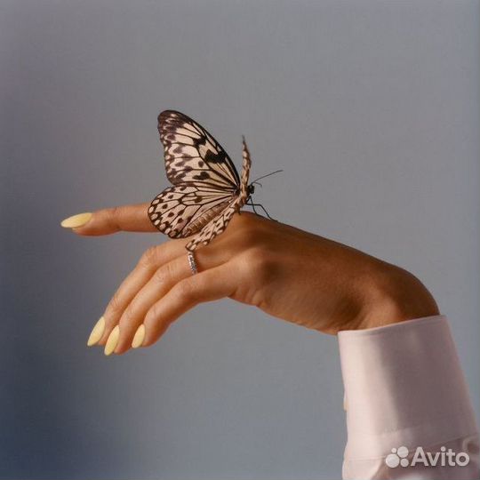 Аренда живых бабочек для фотосессий