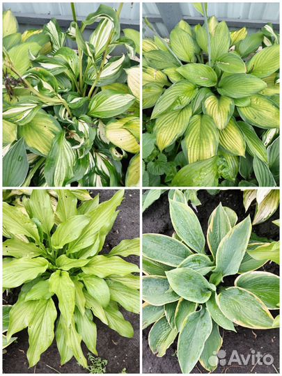 Хоста растение