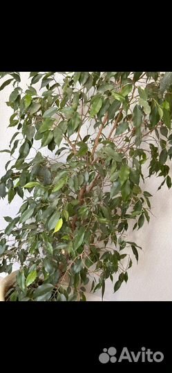 Фикус бенджамина