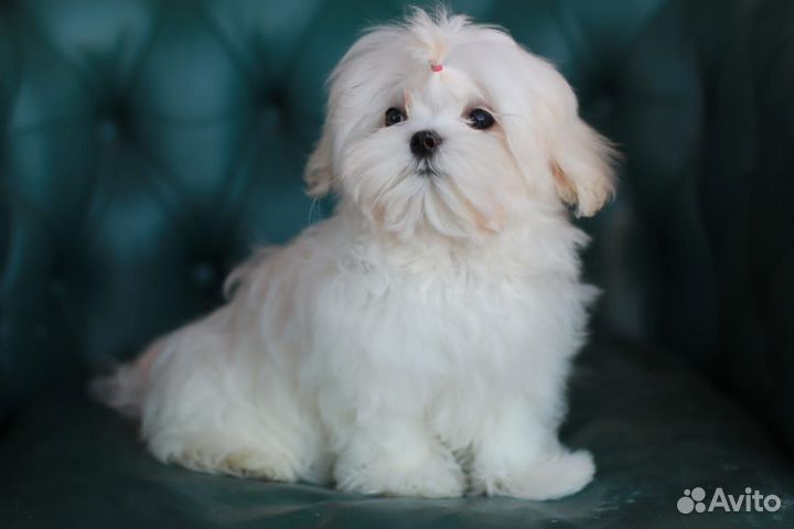 Щенки мальтезе