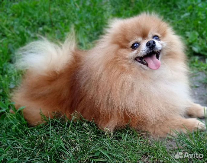 Померанский шпиц. Вязка. Щенки