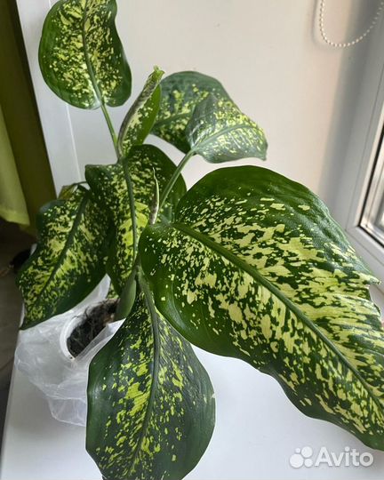 Диффенбахия