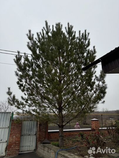 Сосна живая