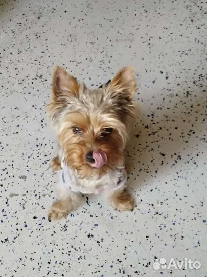 Выгул,передержка собак