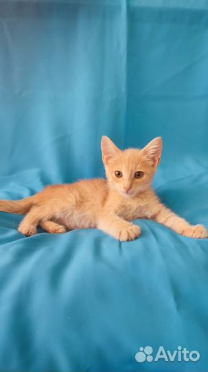 Пристраиваются милые котята