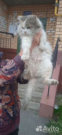 Молодая стерилизованная кошечка