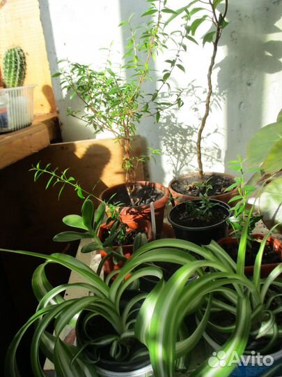 Домашние растения, мирт, пальмы, кофе и др
