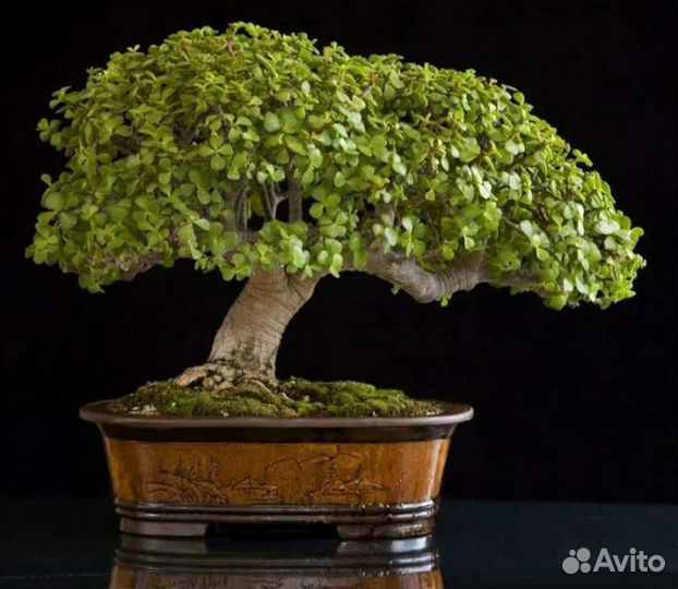 Плошка для Бонсай