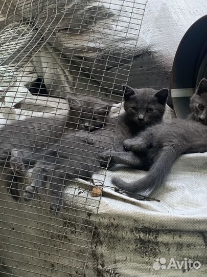 Котята, отдам в добрые руки