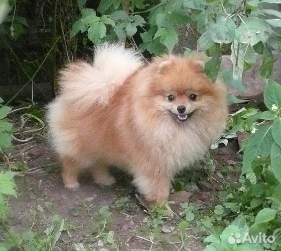 Мини шпиц, девочка