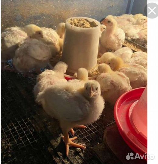 Суточные и подрощенные цыплята бройлеры