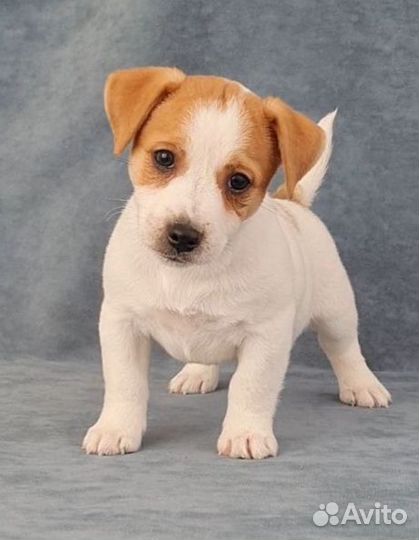 Джек Рассел элитные щенки и подростки