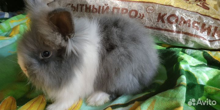 Карликовые зайки разных цветов