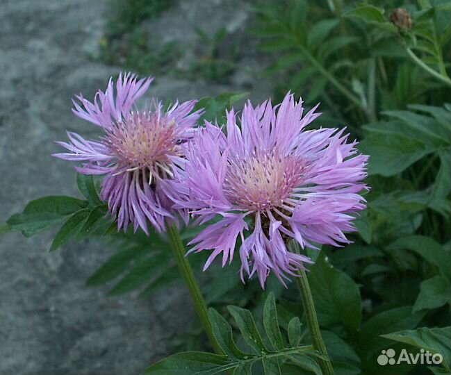Левзея сафлоровидная или Маралий корень