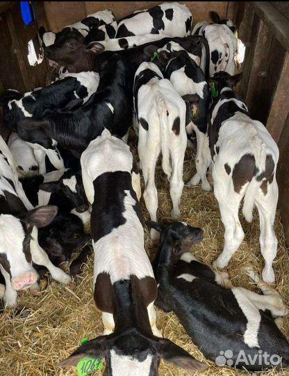 Бычки и тёлочки