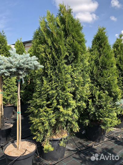 Туя 1,5м