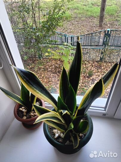 Сансевиерия