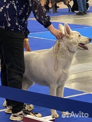 Услуги хендлера