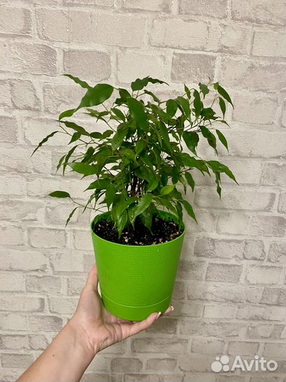 Фикус мелколистный Natasha