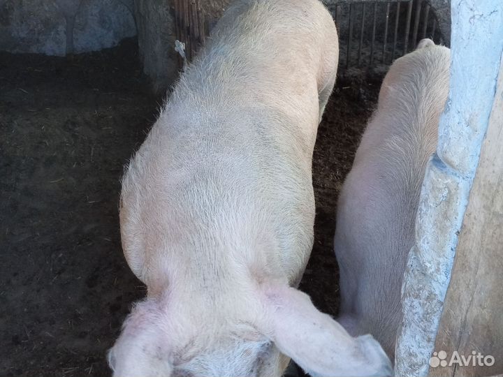 Хряк на племя