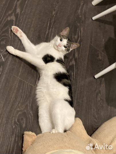 Кошка