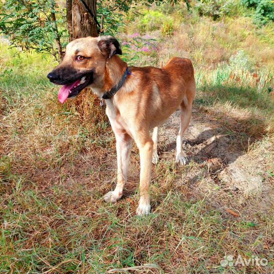 Собака мальчик обоаботан