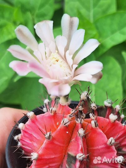 Кактус Гимнокалициум вариегатный