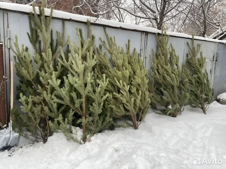 Живые елки оптом с доставкой