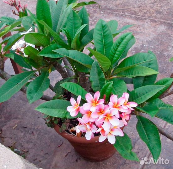 Плюмерия Blue Moon