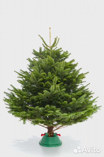 Ель от 1м до 3,5м оптом и в розницу