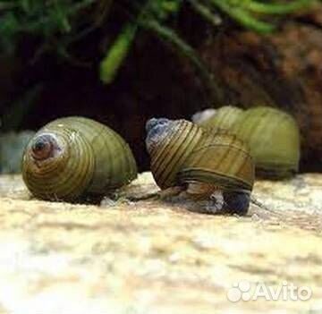 Улитка зеленая торпеда (Водорослеед) (Cipangopalu