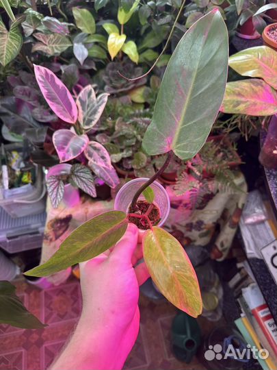 Филодендрон медуза