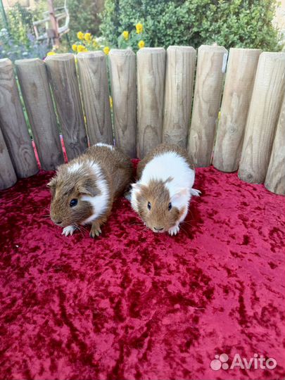 Морские свинки