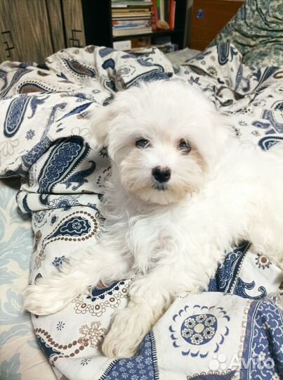 Щенок болонки девочка