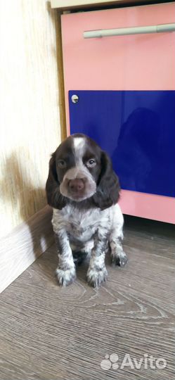 Русский спаниель