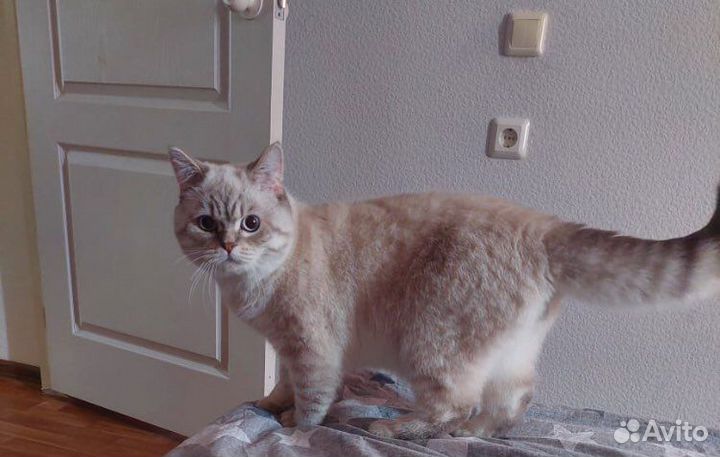 Шотландский кот на вязку