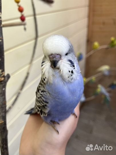 Выставочный волнистый попугай ввп чех самец