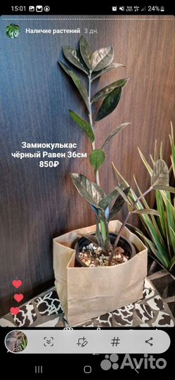 Замиокулькас черный Равен