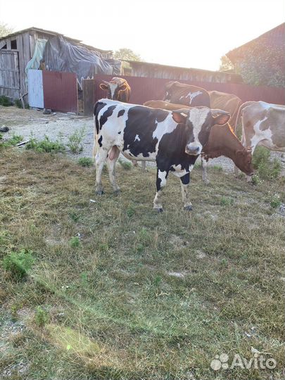 Быки на мясо живым весом