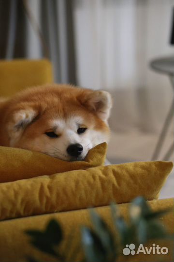 Очень красивые щенки Акита - ину