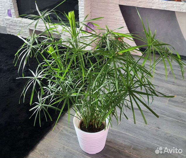 Циперус папирус