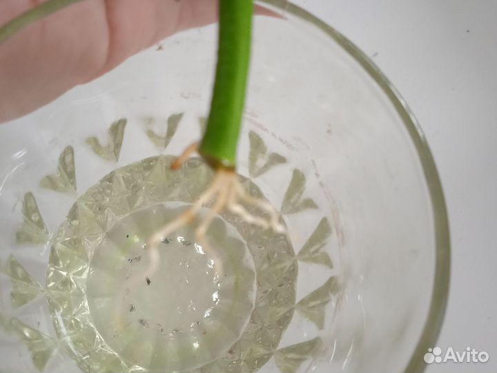 Педилантус