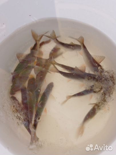 Живец плотва