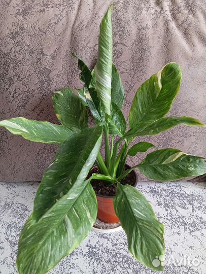 Спатифиллум домино