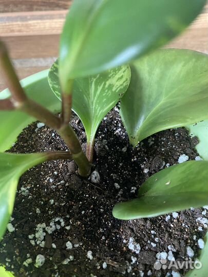 Пеперомия растение