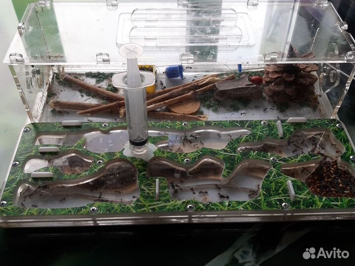 Формикарий муравьиная ферма