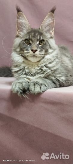 Мейн-кун девочка голубая серебряная